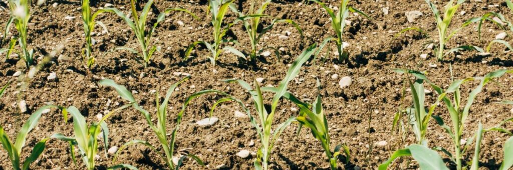 Campi di mais appena piantati, file di piantine verdi in terreno bruno. Immagine agricoltura.