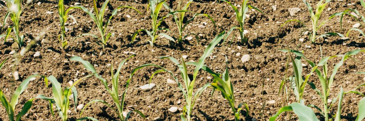 Tendenze nelle date di semina, 2000-2020.  Le mappe rappresentano la pendenza, m, da un modello lineare y = mx + b dove y = data di semina e x = anno.  I valori positivi indicano tendenze verso date di semina più tardive mentre i valori negativi indicano tendenze verso date di semina più anticipate.  I modelli sono stati adattati per 1000 m pixel aggregati per le mappe principali e per stato per gli inserti della mappa.  I dati statali rappresentavano la data media di semina del Servizio nazionale di statistica agricola dell'USDA.  I valori della pendenza vengono visualizzati indipendentemente dalla significatività statistica del modello.