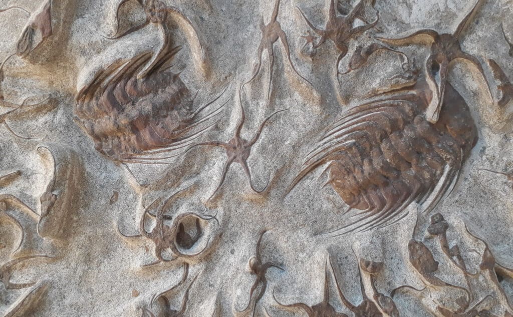 SETTIMANA DEL PIANETA TERRA: ad ottobre ad Aosta appuntamento con "Osservare il cielo per capire la terra" 3 settimanadelpianetaterra 1