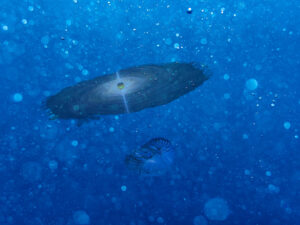 Il silenzio oltre il suono: viaggi tra lo spazio e il mare profondo